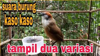 burung kaso kaso tampil dua suara variasi
