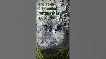 Крокодил убил человека