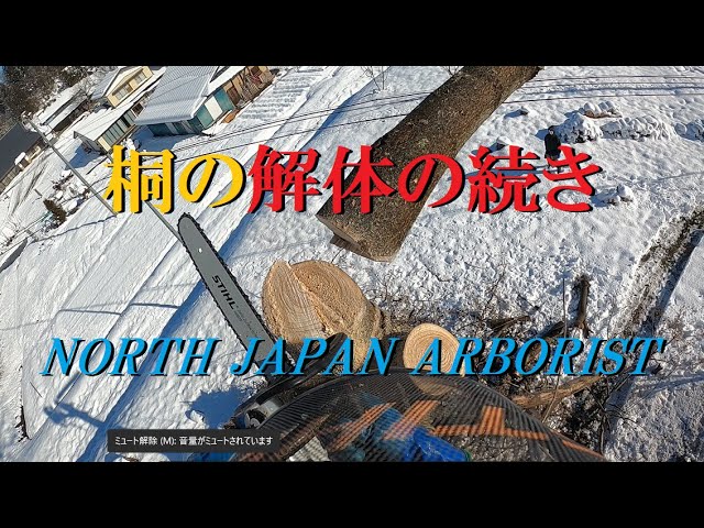 572.桐の木を解体する後編 - YouTube