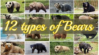 12 Different species of Bears From Around the World #bear #bears #panda #polarbear by I kiss Animal 4,666 views 1 year ago 13 minutes, 21 seconds