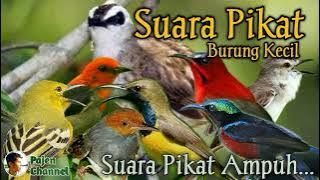 🔴suara pikat burung kecil paling ampuh di jamin langsung turun
