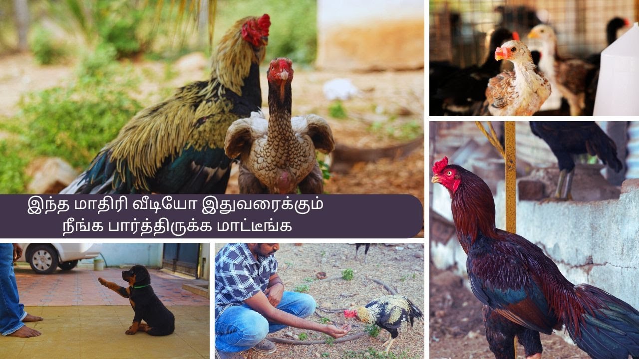 நம்முடைய பண்ணையில் முதல் விற்பனை/நோய் மேலாண்மை மற்றும் இழப்புகள் 🐓🐓