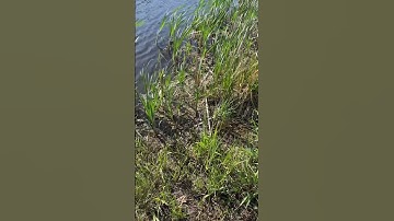 Minnow trapping the pond to see if there’s anything! Pt 1  #minnow #hopeful