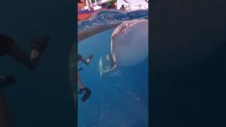 Hiu Paus holidaysshorttripsgorontalomomentshappysnorkeling