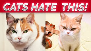 Things CATS HATE That You Should Avoid
