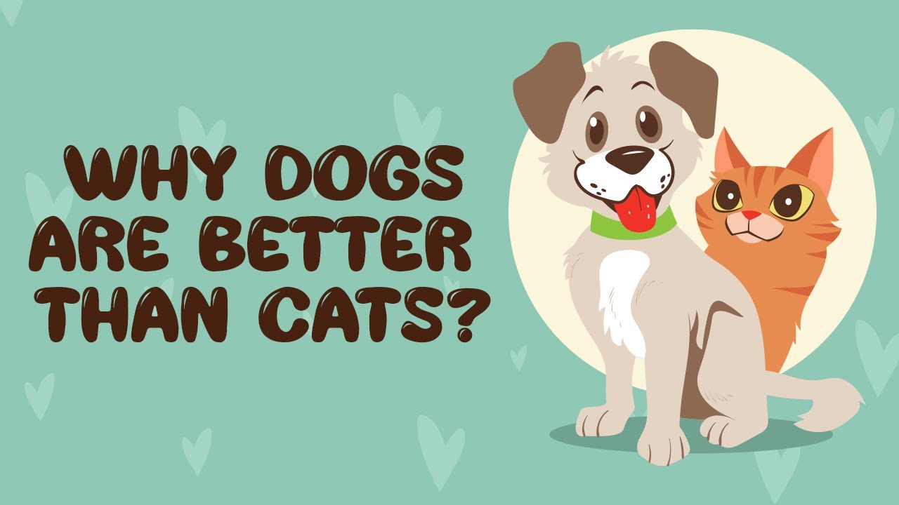 Why Dogs are Better Than Cats? Bark and Meow YouTube