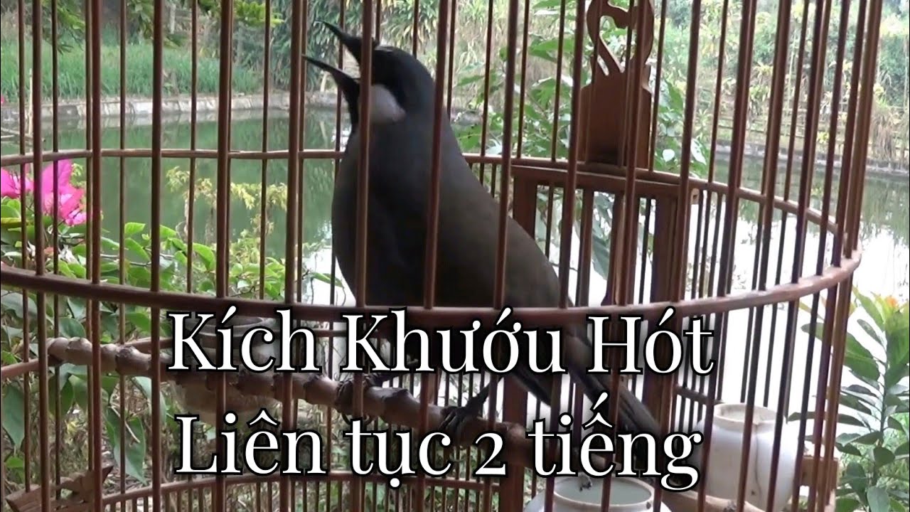 Khướu bạc má hót hay kích bổi liên tục 2 tiếng mỗi ngày | Quang Tran Vlog