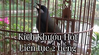 Khướu bạc má hót hay kích bổi liên tục 2 tiếng mỗi ngày | Quang Tran Vlog