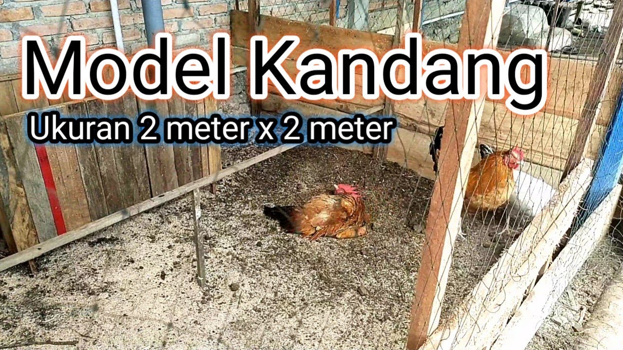 Model kandang ayam elba | Ayam petelur 