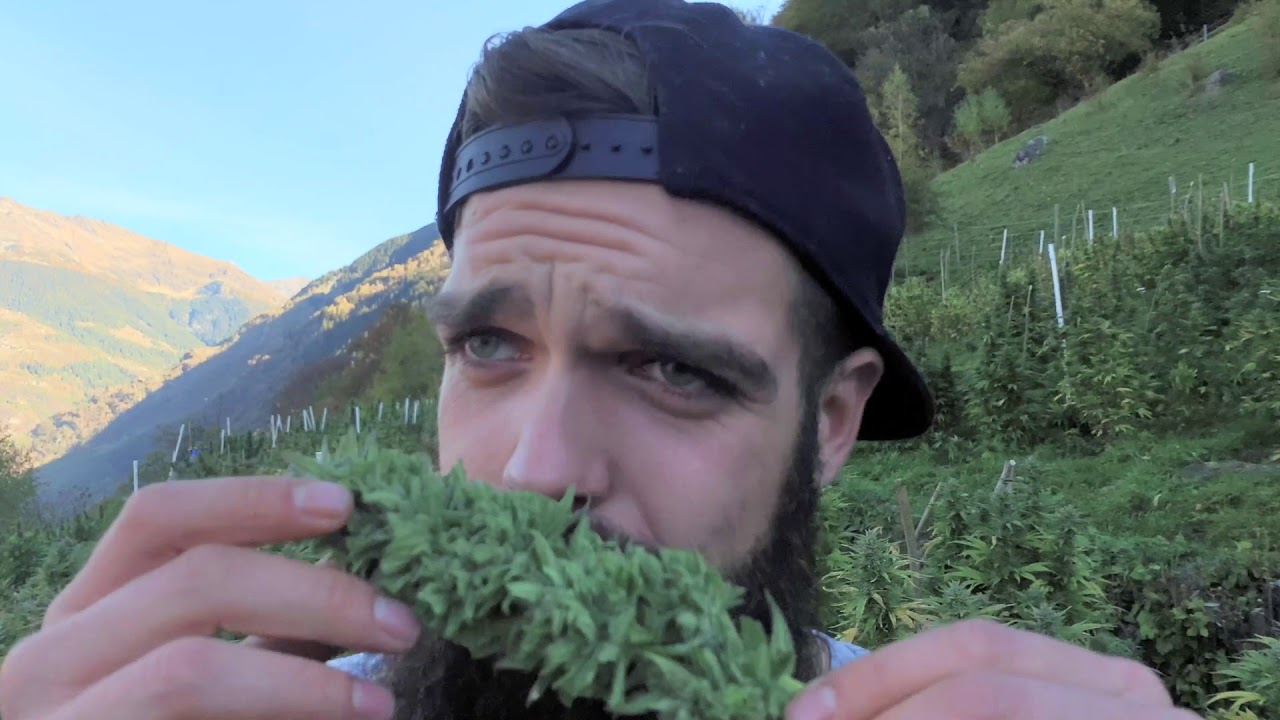 Mit dem Helikopter zum spektakulärsten Hanffeld der Schweiz | Heimat