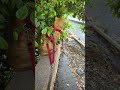 #cat 🐈 Cheeto chills in the shrubs #leashedcat