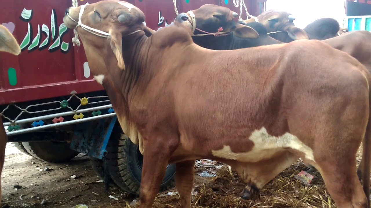 livestock Sahiwal Cow Maweshi Mandi/sell and purchase