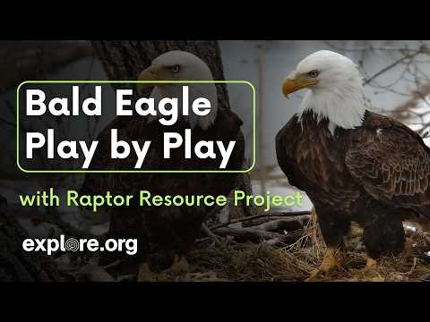 Bald Eagle Play by Play with Raptor Resource Project