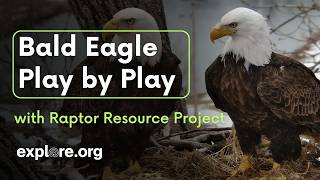 Bald Eagle Play by Play with Raptor Resource Project
