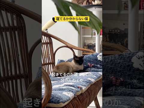 寝てるか分からない猫のアフレコ　#shorts