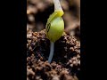 Mung Bean Life Cycle | Scientific Time-Lapse From Seed to Death