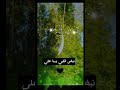 يـا حبيبي يـا علي نبض قلبي يــا علي  mp3