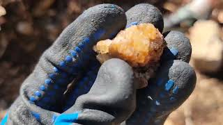 petrified wood in Pennsylvania