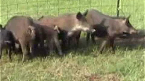 PIGGY SUE 'A Texas Original Feral Hog'