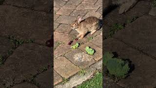 Backyard Rabbit Comes Back For Some Grapes!