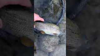 Download Lagu Temolo fiume Adige       Italian grayling MP3