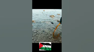اغنيه تلك قضية أمير عيد فلسطين اكسبلور Explore Youtube Youtubeshorts Shorts 