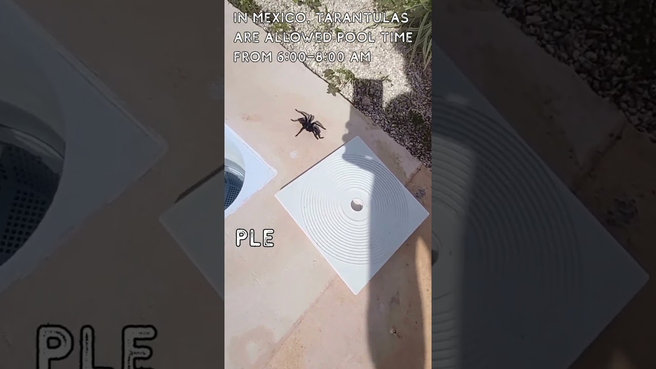 Tarantula Pool Hours in Mexico 🕷️🏊‍♂️