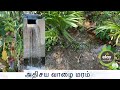 Natural gift | banana tree | planteen | valai maram