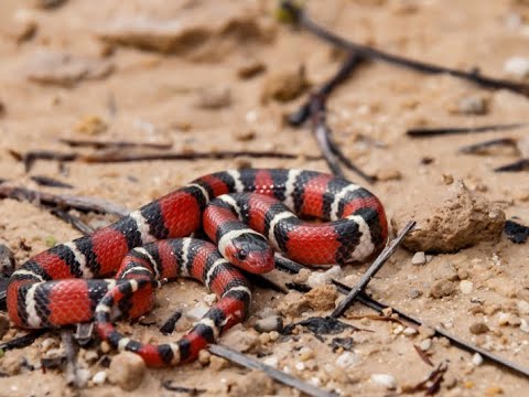 This Highly Venomous Coral Snake Found On Jobsite