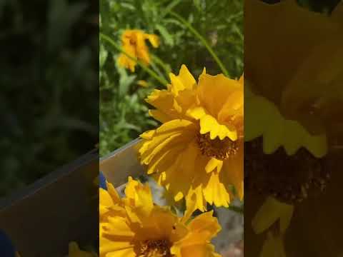 Video: Tickseed-auringonkukan käyttö puutarhassa - Vinkkejä puutiaisten viljelyyn
