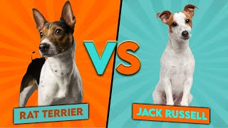 Jack Russell vs. Rat Terrier  Which Breed Is Better For You