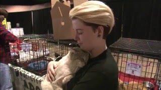 Cause for Paws Animal Adoption Event