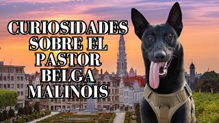 Curiosidades Sobre El Pastor Belga Malinois