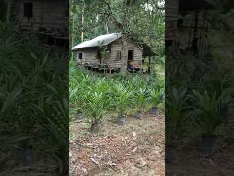 Perkampungan terpencil tanpa listrik di pedalaman Pulau Belitung