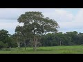 Canto dos pássaros, Fim de Tarde no Pantanal, Mato Grosso, Canto da passarada