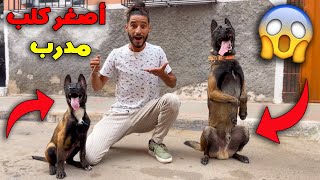 أصغر كلب مدرب في العالم 😱💔 صدمني كنتحداو بيه اي كلب 🐕🔥