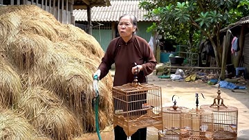 Sáng sớm đã vác chim đi, bảo sao vợ không tức? #haique #veo3 #cườitéruộng #chim