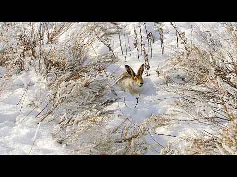 Охота на зайца. ТАКОЕ В ПЕРВЫЙ РАЗ. Тропление зайца по первому снегу.