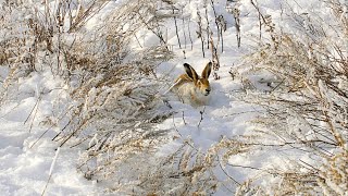 Охота на зайца. ТАКОЕ В ПЕРВЫЙ РАЗ. Тропление зайца по первому снегу.