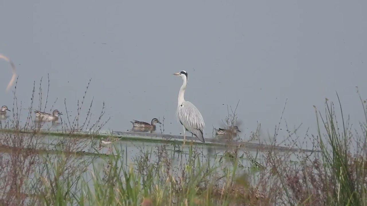 Grey Heron intently watches flock of garganey ducks swim past at Bhigwan, Maharashtra 