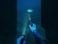 One Spear, One Shot, Endless Adrenaline