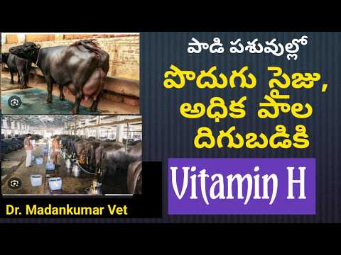 How Vitamin H increases size of Udder and milk in Buffaloes and Cows Telugu | Dr. Madankumar Vet