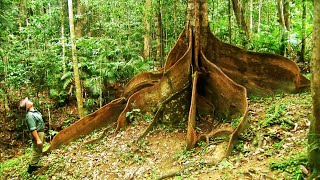 The Oldest Rainforest In The World