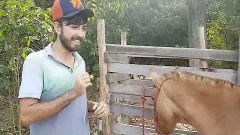Quanto tempo é o cio de égua?