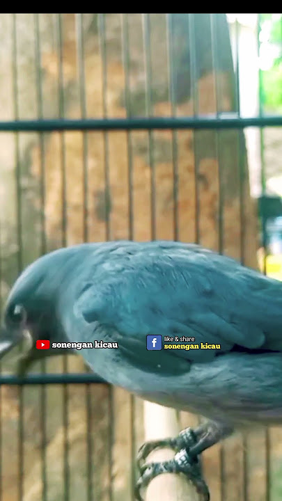 Srigunting abu abu gacor AMPUH buat PANCINGAN srigunting abu biar bunyi | burung srigunting gacor