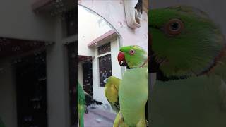 wht is this??🙄😒#birds #parrot #pets #fyp #shorts
