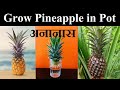 Grow Pineapple in pot | घर में उगाये अनानास | Grow pineapple at Home| grow Pineapple from crown