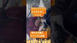ロマンティックが止まらない‼️C-C-B‼️ギター弾き語り‼️チャンネル登録‼️続きは本編で‼️2025年10月23日‼️