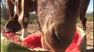 Goat Vs. Watermelon  ❤️    حبي للعربية