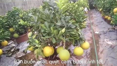 Bán buôn quất, quýt, cam, bưởi tết - Facebook: Cây Văn Giang Hưng Yên 097 797 3535